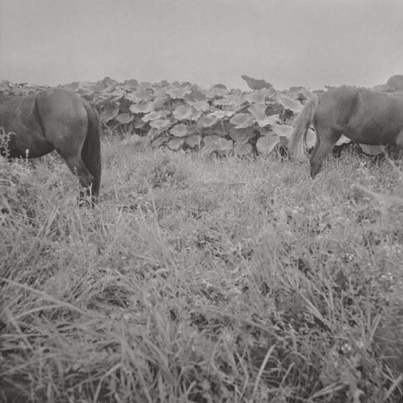 Taca Sui 塔可（b. 1984）, Odes of Wei-Two 卫风&mdash;二子