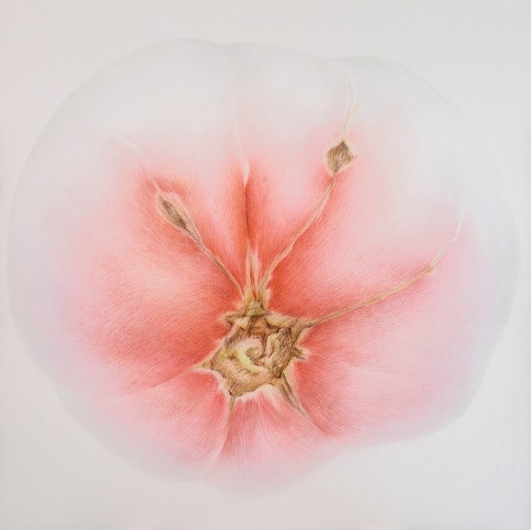 Tomato 2&nbsp;西红柿 2