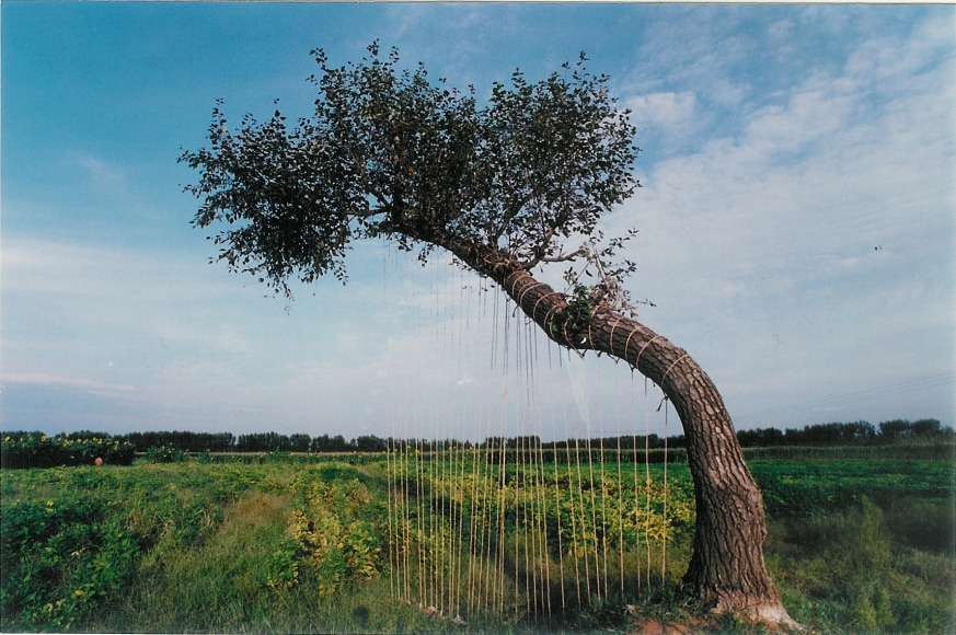 Harp&nbsp;树琴1995Color photograph&nbsp;彩色照片47 1/4 x 71 in (120 x 180 cm)Edition of 12 (12版)
