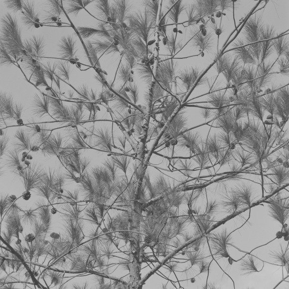 Pines of Shimen, 2020