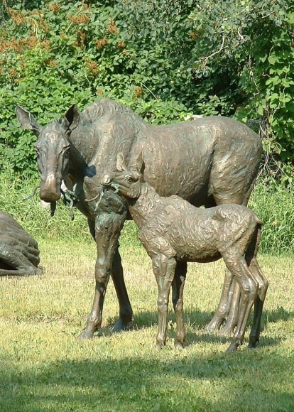 Red Butte Cow &amp; Calf Moose