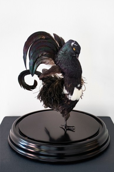 Birdlesque Feather Dancer I