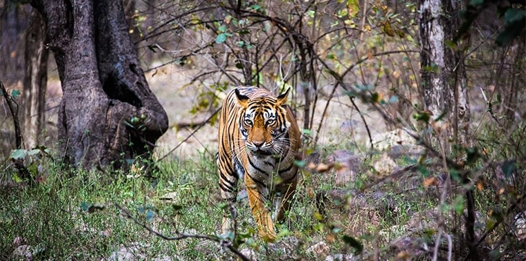 Tiger Facts  David Shepherd Wildlife Foundation