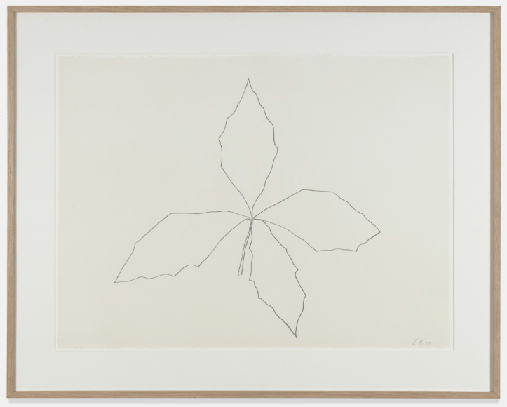 Oak, 1967, Graphite on paper