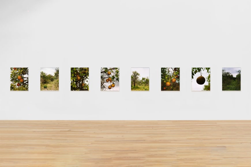 Installation View: Roe Ethridge,&nbsp;Orange Grove #1-8,&nbsp;2004