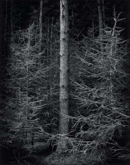 Cocoon, from the series Truncated, 2008