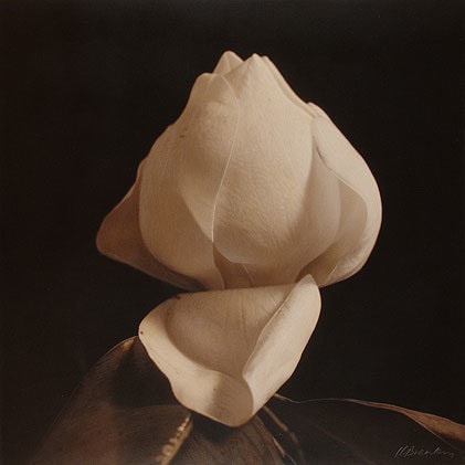 Southern Magnolia II
