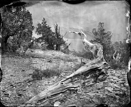 Bristlecone Forest 2012