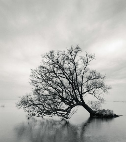 Falling Tree, Nagahama, Honshu, Japan, 2002