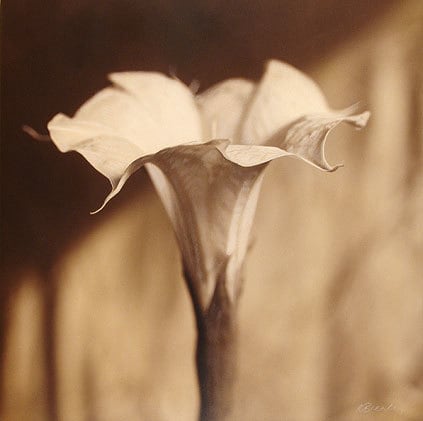 Moon Flower, Sacred Natura