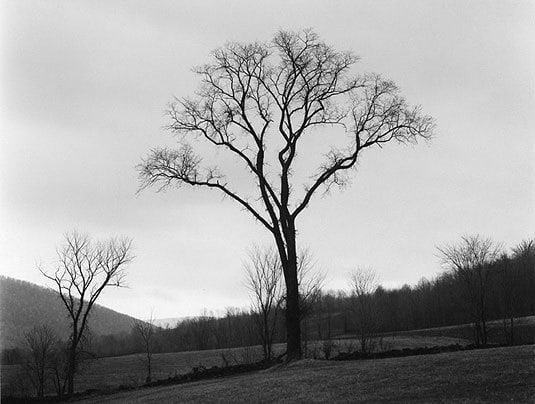 Elm at Dusk, 1974
