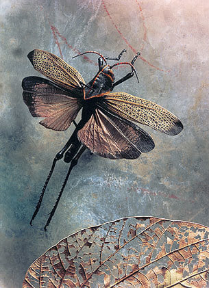 Othoptera: Acrididae taeniopada, Lucifer's Apprenice, 2002