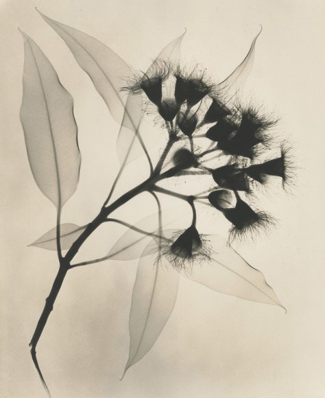 Eucalyptis , 1932