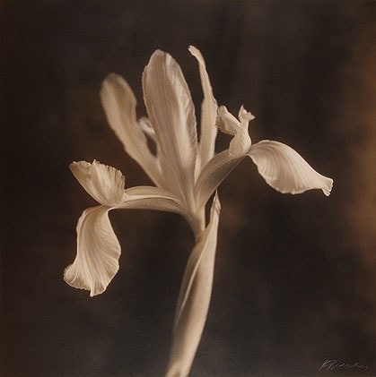 Iris Natasha, 1995