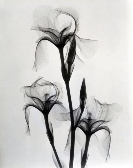 Fleur-de-lis 1936 vintage gelatin silver print