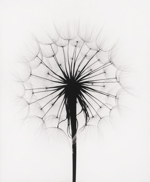 Scottish Thistle, Rochester, NY, 1958, gelatin silver print