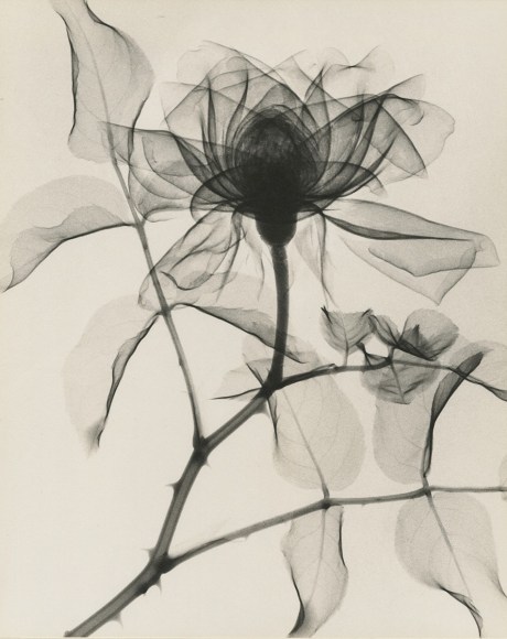 Climbing Hadley Rose, 1937