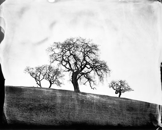 Oaks, West Marin