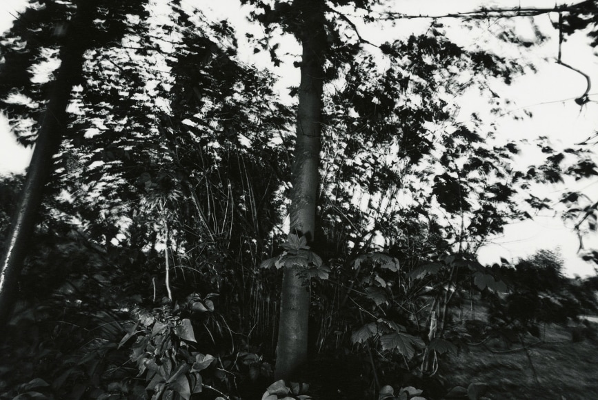 Tree, Rochester, N.Y., 1973
