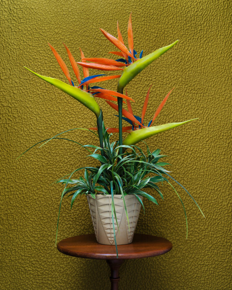 Cream Vase, 2018