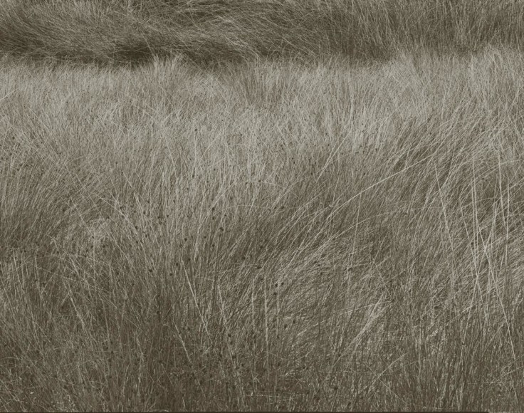 Summer Grass, Lozere, France, 1996