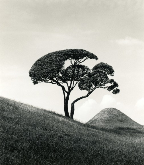 Tree and Mountain, Suisenji Jojuen Garden, Kumamoto, Japan, 2002
