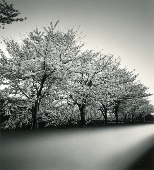 Cherry Blossoms, Nara, Honshu, Japan, 2002