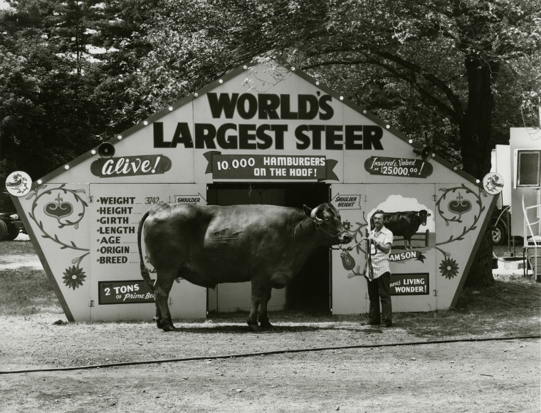 World's Largest Steer, Saratoga Springs, New York, 1974, vintage gelatin silver print