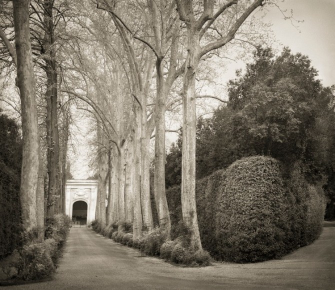 Allée Boboli Gardens, from the series In the Garden