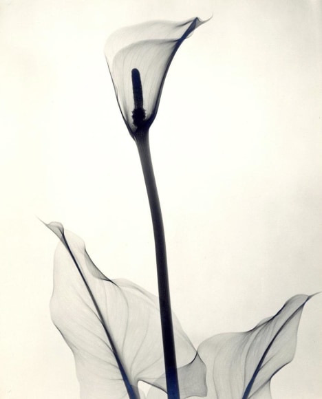 Yellow Calla Lily