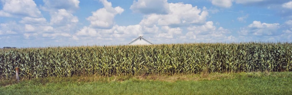 Cornfield, County Road 108, Ottertail County, Minnesota