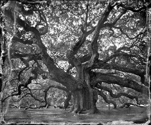 Angel Oak 2010