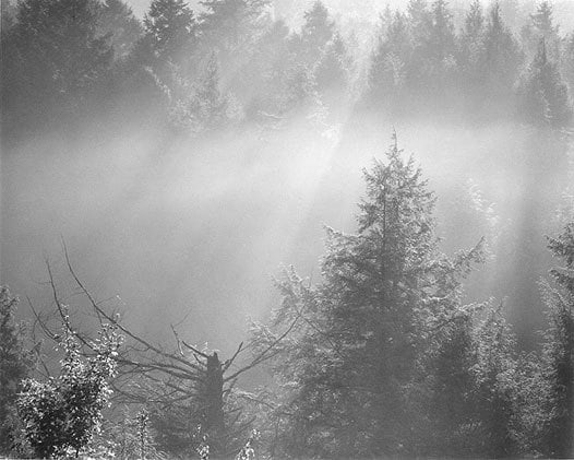 Hemlocks, Morning Mist, 1974