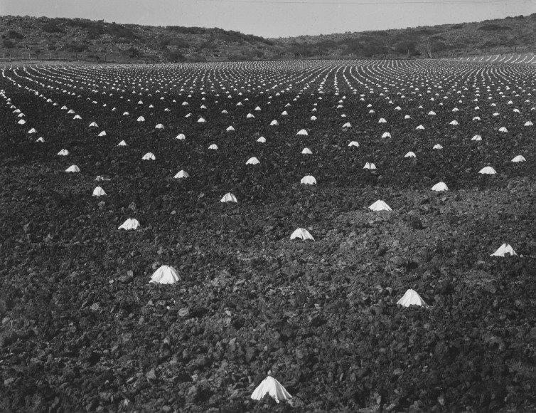Untitled, 1937 vintage gelatin silver print