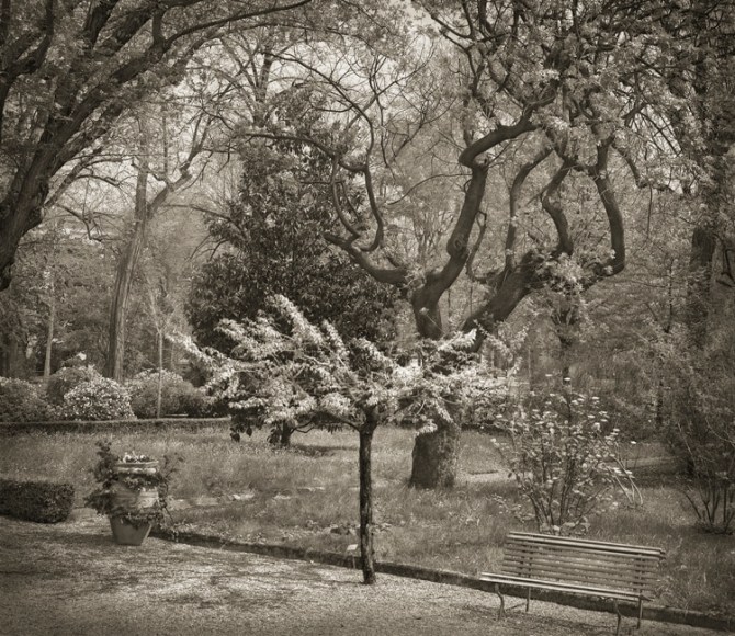 Tree, Giardino dei Semplici, Florence, from the series In the Garden