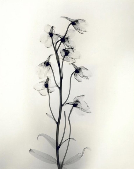 Delphinium 1938 vintage gelatin silver print