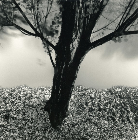 River Willow, Study 2, Strasbourg, France, 1993