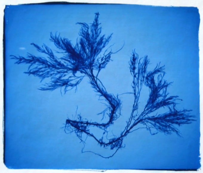 Cystoseira Nodicaulis, 2011