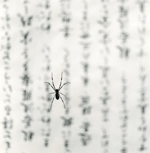 Spider and Sacred Text, Study 1, Gokuraku Temple, Shukoku, Japan, 2001