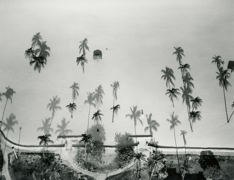 Palm Trees, Miami, FL, 1987