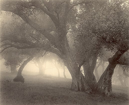 Among the Oaks, Sepia toned