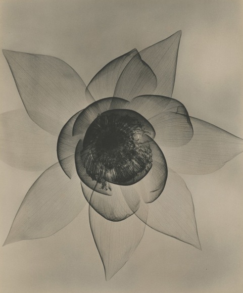 Lotus, c. 1930