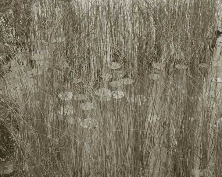 See Through, Boundary Water, MN, 1998