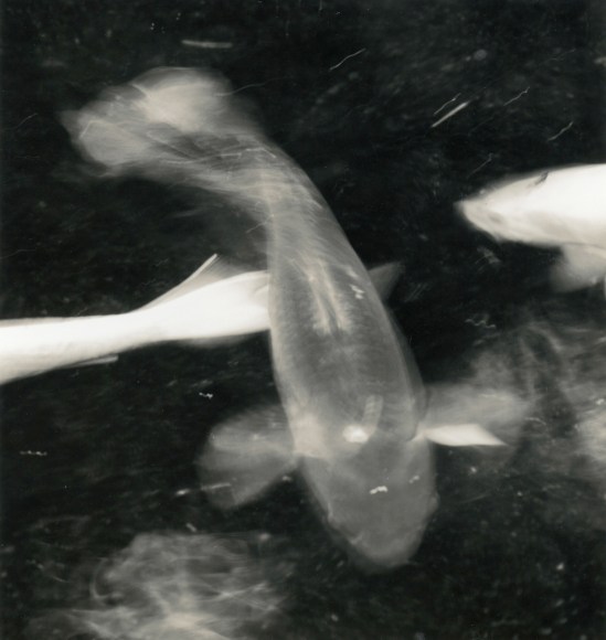 Koi Pond, Jizoj, Tokushima, Shikoku, Japan, 2003