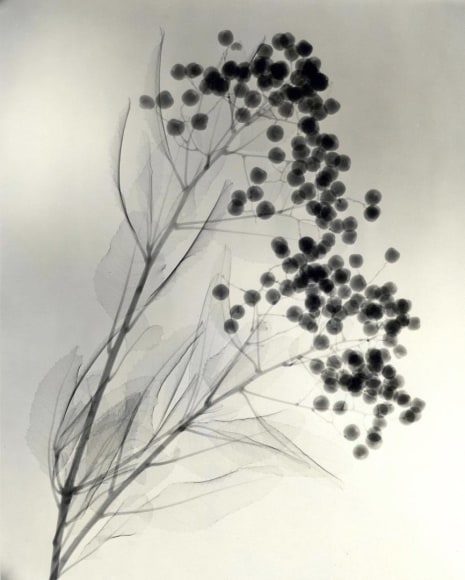 California Holly 1937