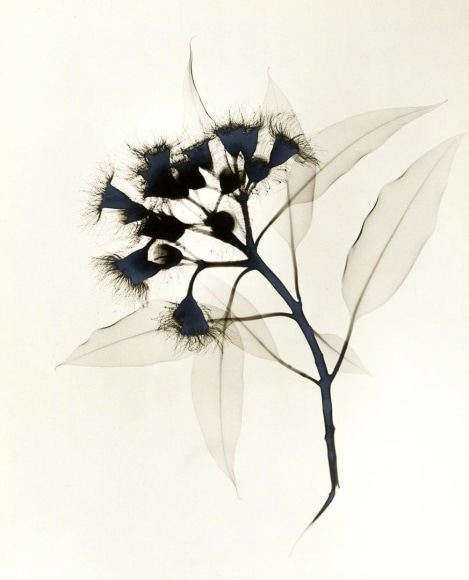 Eucalyptus X-ray ca. 1930