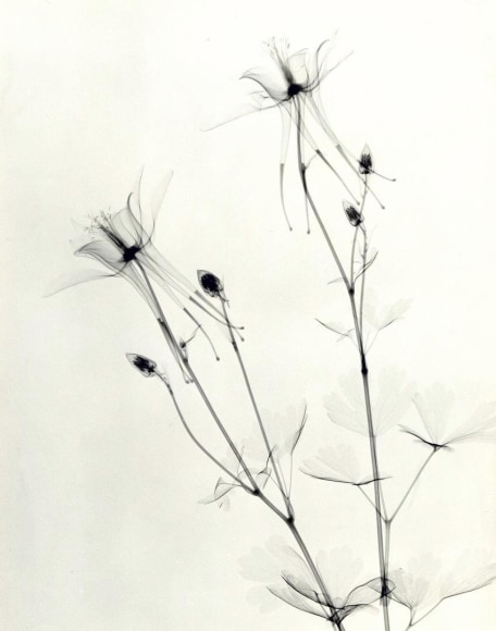 Columbine 1938 vintage gelatin silver print