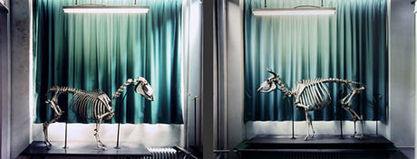 Horse and Cow Diptych, 2003
