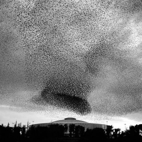Murmur #1, 2005