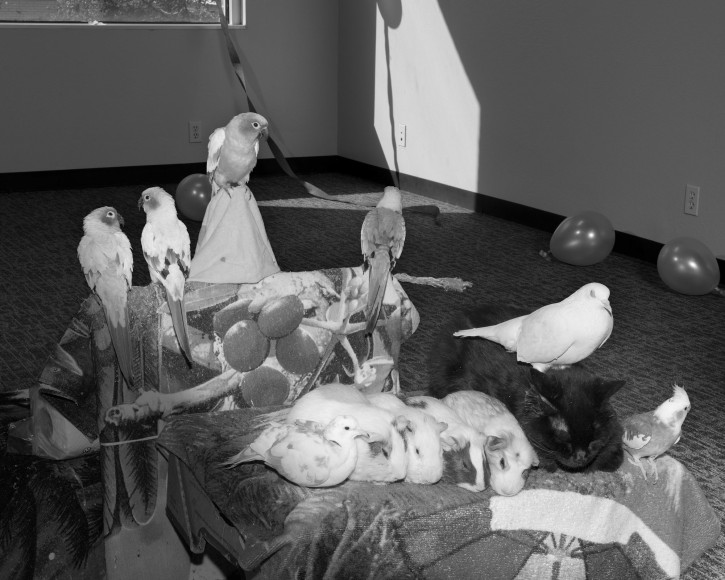 Eli Durst, Animal Demonstration, 2017